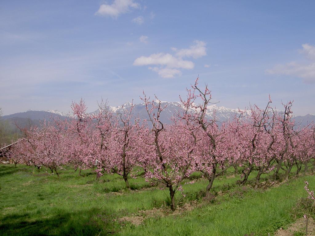Agriturismo Il Frutto Permesso Bibiana Екстериор снимка